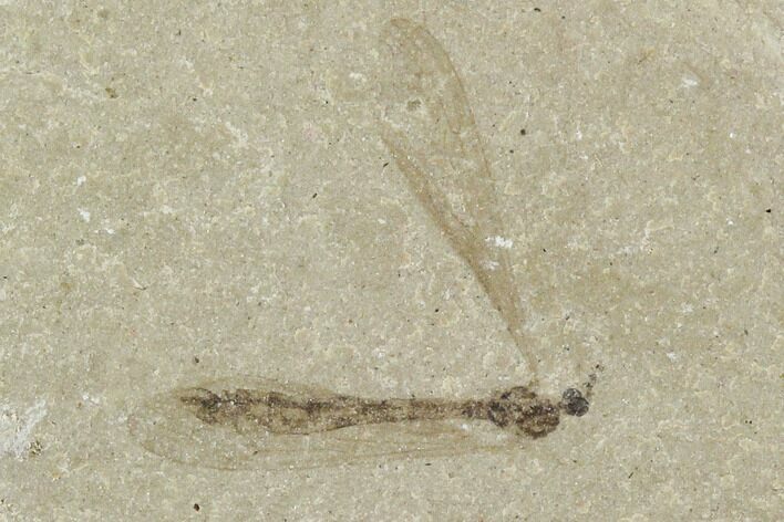 Fossil Cranefly (Tipulidae) - Green River Formation, Utah #111406